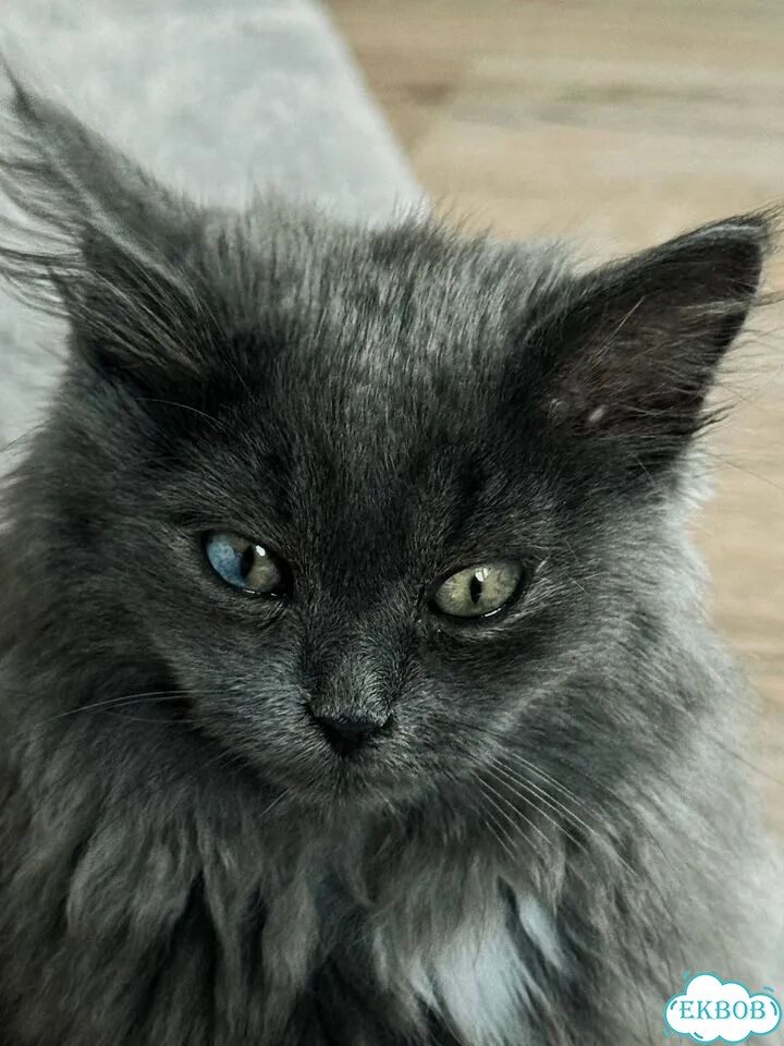 Котёнок в добрые руки фото 4