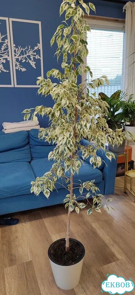 Пальма драцена, фикус бенджамина фото 2