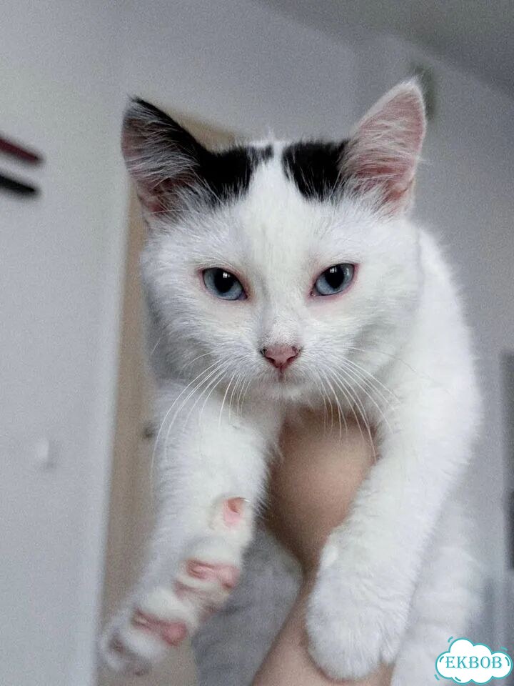 Котёнок в добрые руки фото 1