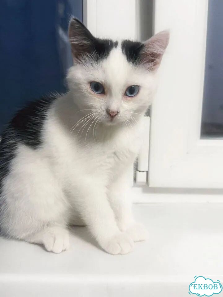 Котёнок в добрые руки фото 2