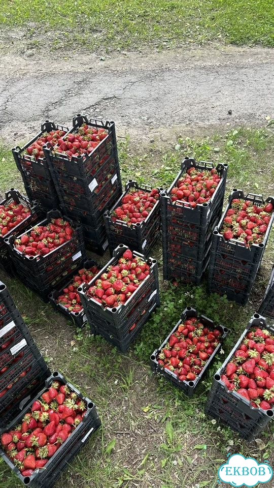 Клубника вкусная с доставкой по центру фото 1